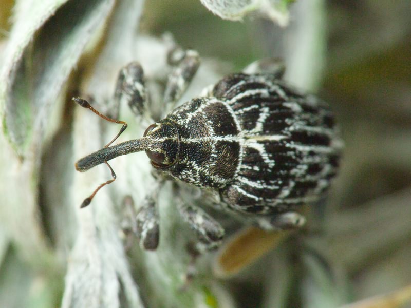 Mogulones geographicus (Goeze, 1777)